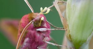 The nocturnal pollinators Scientists reveal the secret life of moths