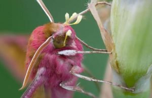 The nocturnal pollinators: Scientists reveal the secret life of moths The nocturnal pollinators Scientists reveal the secret life of moths