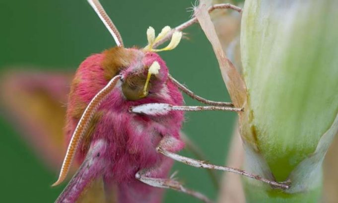 The nocturnal pollinators: Scientists reveal the secret life of moths The nocturnal pollinators Scientists reveal the secret life of moths