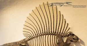 What makes a mammal a mammal Our spine say scientists