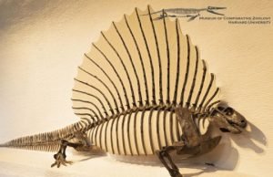 What makes a mammal a mammal? Our spine, say scientists What makes a mammal a mammal Our spine say scientists