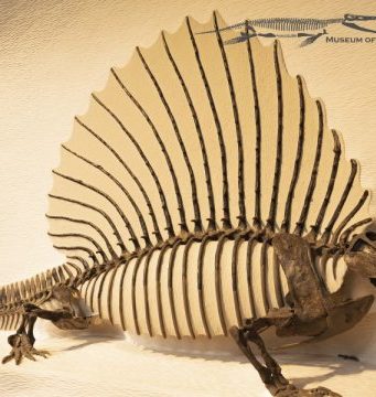 What makes a mammal a mammal Our spine say scientists