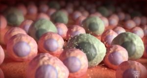 Zombie cells found in brains of mice prior to cognitive loss