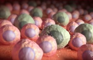 Zombie cells found in brains of mice prior to cognitive loss Zombie cells found in brains of mice prior to cognitive loss