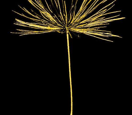 Dandelion seeds reveal newly discovered form of natural flight