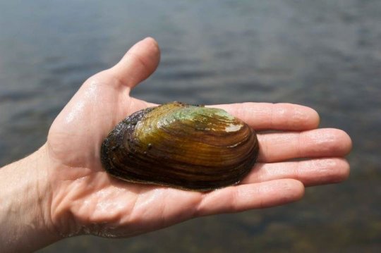 Fracking wastewater accumulation found in freshwater mussels shells