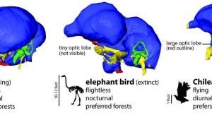 Giant flightless birds were nocturnal and possibly blind