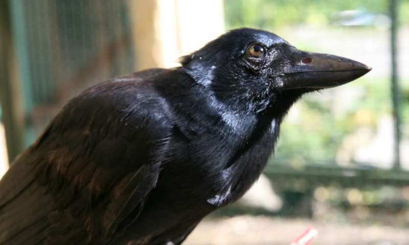 New Caledonian crows can create tools from multiple parts