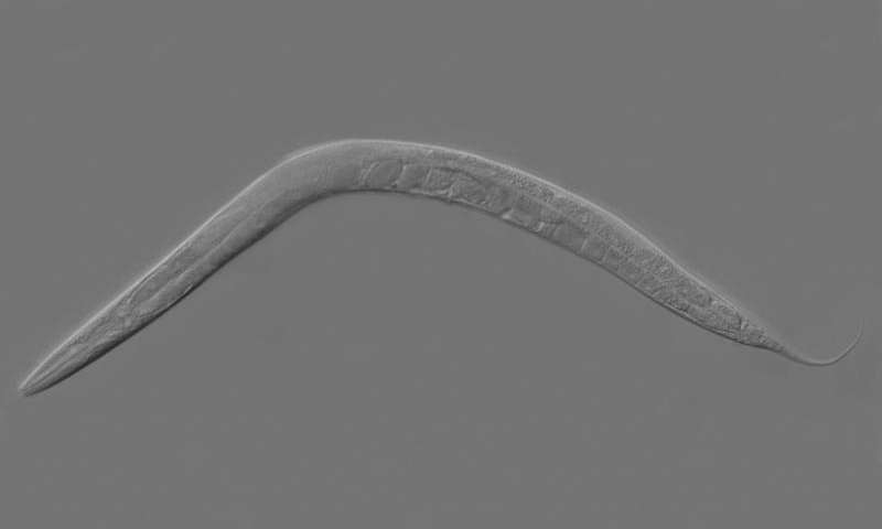 Study documents paternal transmission of epigenetic memory via sperm