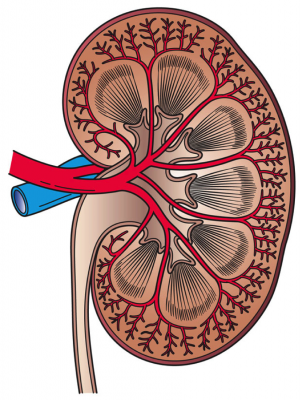 Taking steps toward a wearable artificial kidney Taking steps toward a wearable artificial kidney