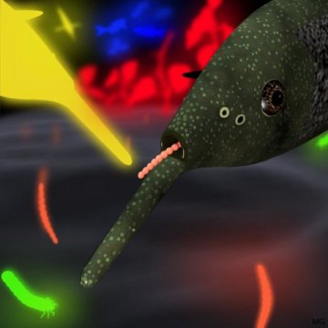 Fish recognize their prey by electric colors