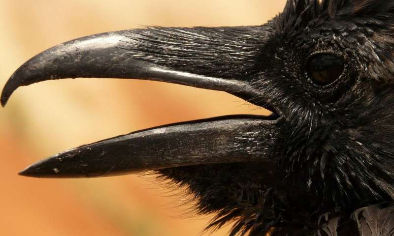Great apes and ravens plan without thinking