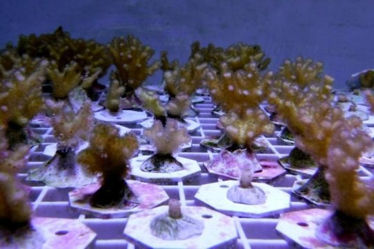 Unique immunity genes in one widespread coral species