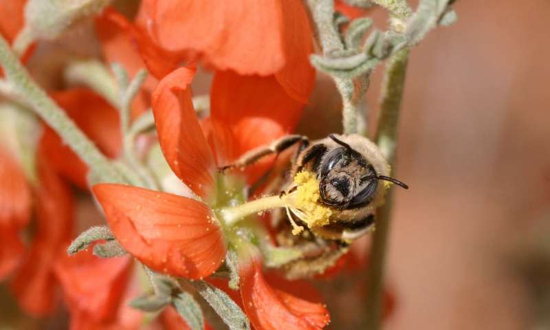 Utahs Grand Staircase Escalante National Monument home to rich bee diversity