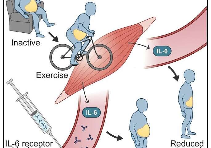 How exercise reduces belly fat in humans