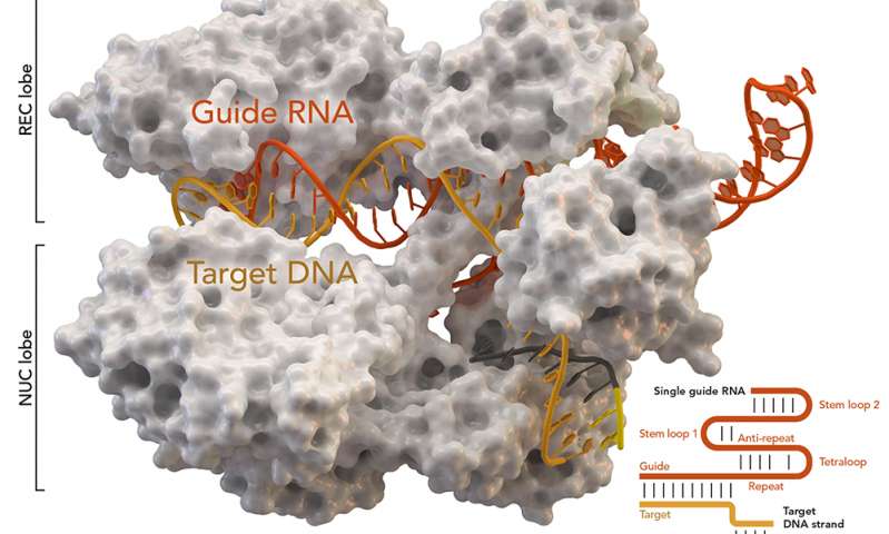 CRISPR study reveals new immune system regulators