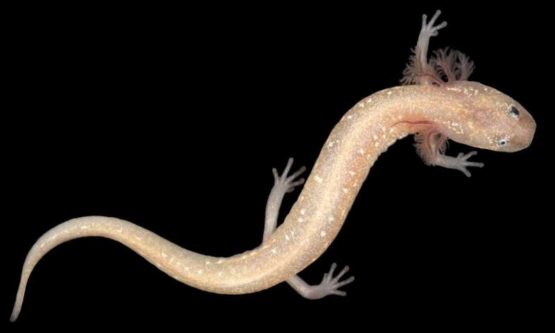 Central Texas salamanders including newly identified species at risk of extinction