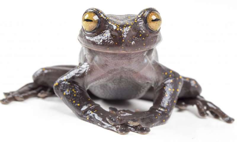 Extraordinary treefrog discovered in the Andes of Ecuador