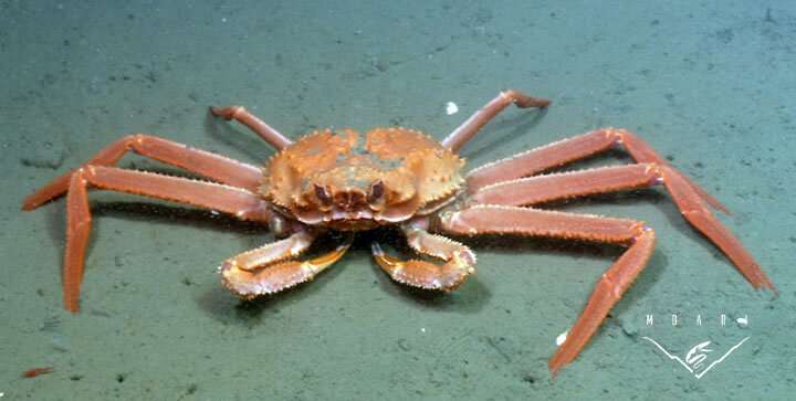 Researchers discover a flipping crab feeding on methane seeps