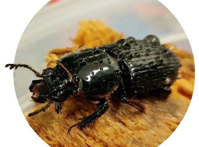 Common beetles gut microbiome benefits forests holds promise for bioenergy