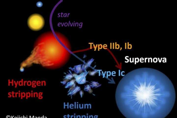 Stars exploding as supernovae lose their mass to companion stars during their lives