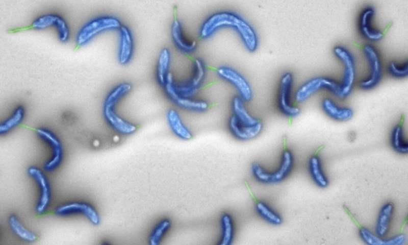 First bacterial genome created entirely with a computer