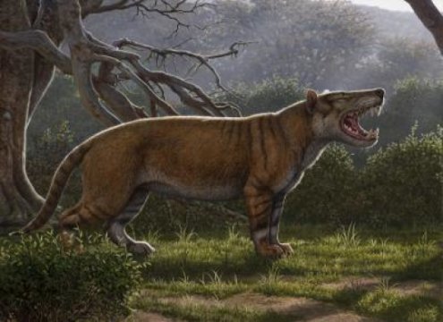 Fossils found in museum drawer in Kenya belong to gigantic carnivore