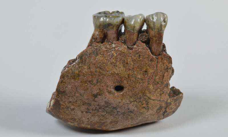 Studies of fossil teeth reveal another Pleistocene ape species from Southeast Asia