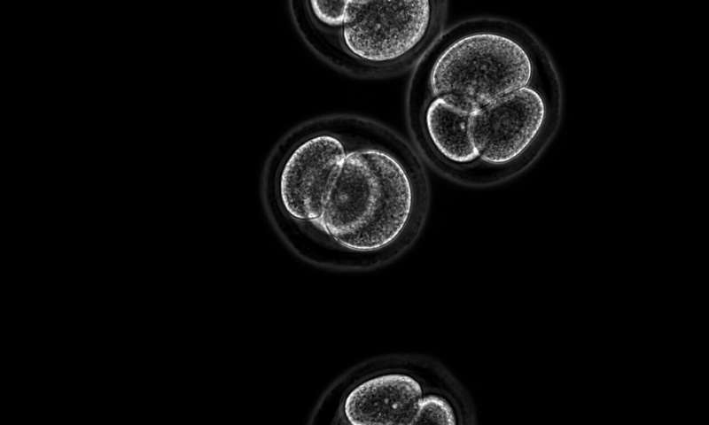 Forget sperm and eggs researchers have created embryo stem cells from skin cells