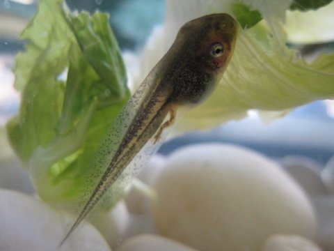 Scientists find new type of cell that helps tadpoles tails regenerate