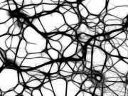 3 D printed tissues and organs without the scaffolding