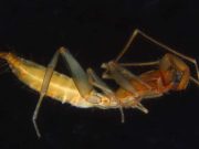 56 new species of arachnids found in Western Australia