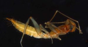 56 new species of arachnids found in Western Australia