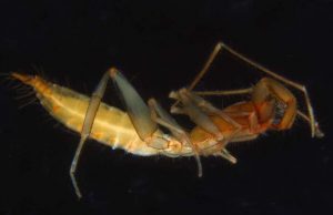 56 new species of arachnids found in Western Australia 56 new species of arachnids found in Western Australia