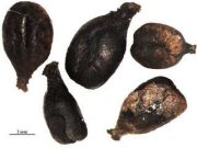 Ancient DNA from Roman and medieval grape seeds reveal ancestry of wine making