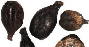 Ancient DNA from Roman and medieval grape seeds reveal ancestry of wine making