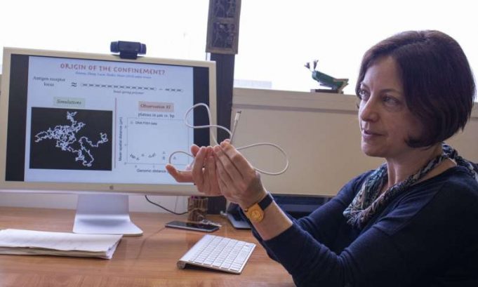 Applying the Goldilocks principle to DNA structure Applying the Goldilocks principle to DNA structure