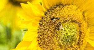 Bees can link symbols to numbers study finds