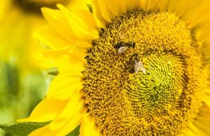Bees can link symbols to numbers, study finds Bees can link symbols to numbers study finds