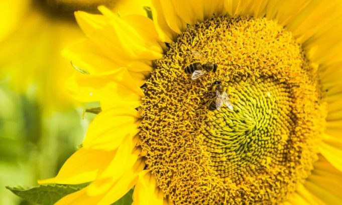 Bees can link symbols to numbers, study finds Bees can link symbols to numbers study finds