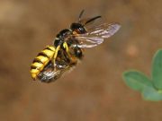 Beewolves use a gas to preserve food