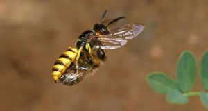 Beewolves use a gas to preserve food