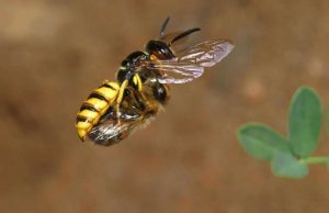 Beewolves use a gas to preserve food Beewolves use a gas to preserve food