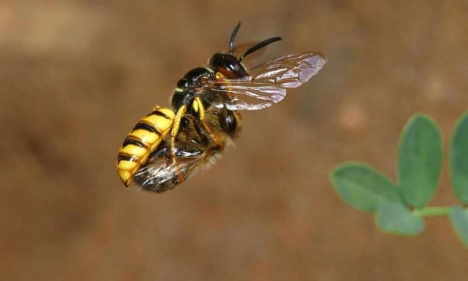 Beewolves use a gas to preserve food Beewolves use a gas to preserve food