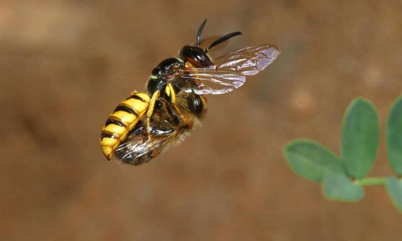 Beewolves use a gas to preserve food