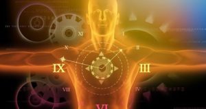 Circadian clocks Body parts respond to day and night independently from brain studies show