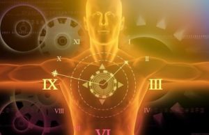 Circadian clocks: Body parts respond to day and night independently from brain, studies show Circadian clocks Body parts respond to day and night independently from brain studies show