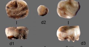DNA from 31000 year old milk teeth leads to discovery of new group of ancient Siberians