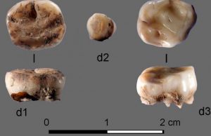 DNA from 31,000-year-old milk teeth leads to discovery of new group of ancient Siberians DNA from 31000 year old milk teeth leads to discovery of new group of ancient Siberians