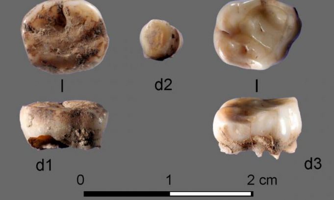 DNA from 31,000-year-old milk teeth leads to discovery of new group of ancient Siberians DNA from 31000 year old milk teeth leads to discovery of new group of ancient Siberians